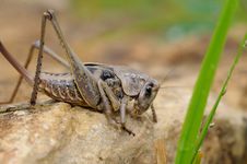 Grasshoppers Stock Photo