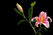 Pink Stargazer Lily With Two Buds Stock Photography Pink Stargazer Lily With Two Buds Stock Photography