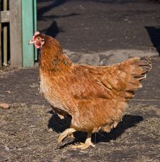 Brown Chicken Royalty Free Stock Photo Brown Chicken Royalty Free Stock Photo