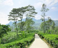 Tea Plantation In The Mountains Royalty Free Stock Images Tea Plantation In The Mountains Royalty Free Stock Images