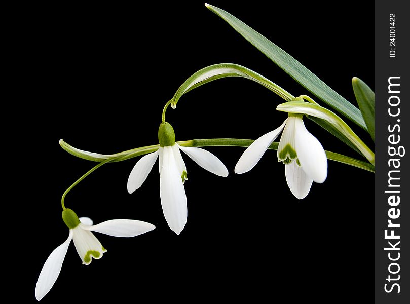 Snowdrops flowers on black background