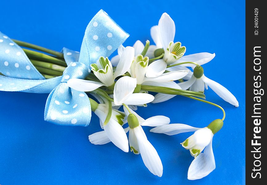 Snowdrops in early bloom on blue background