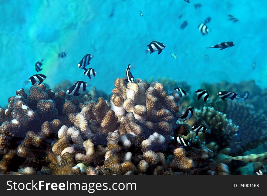 Underwater world at Maldives. Underwater world at Maldives.