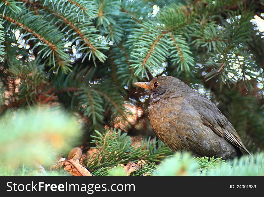 Brown bird in pin tree in Cluj-Napoca, Romania. Brown bird in pin tree in Cluj-Napoca, Romania