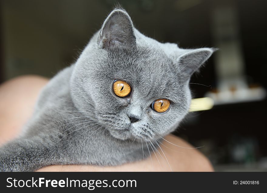 Cat breeds British Shorthair blue color