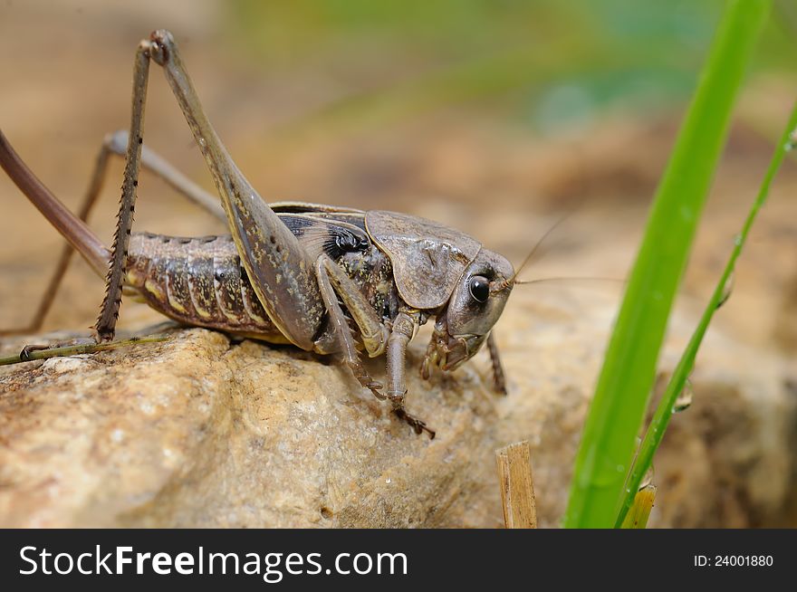 Grasshoppers high resolution macro close-up,