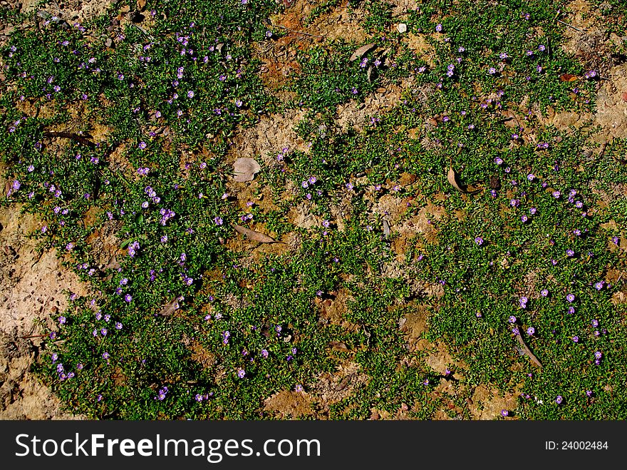 A carpet of flowering moss on the bank of Lake Eildon (Australia). A carpet of flowering moss on the bank of Lake Eildon (Australia).