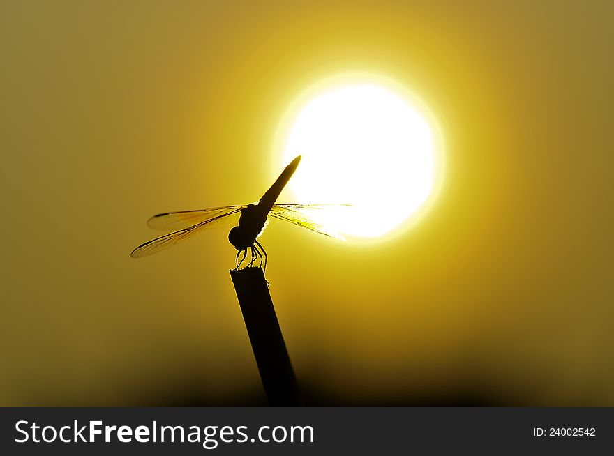 Silhouette Dragonfly