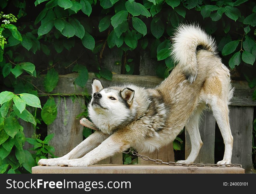 Yard dog sitting on a leash to a fence