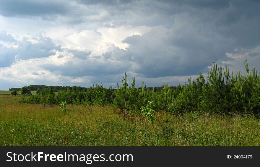 Beautiful landscape with young pines and dark clouds