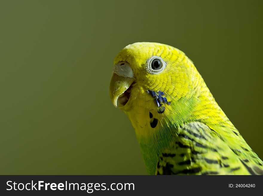 Budgerigar green and yellow against the background of light-green