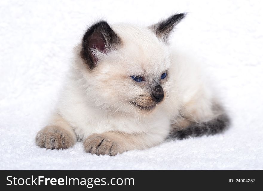 A little fluffy kitten sleeps