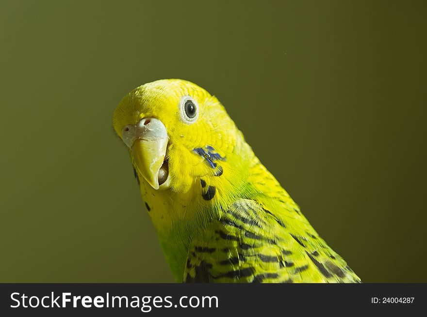 Budgerigar green and yellow against the background of light-green