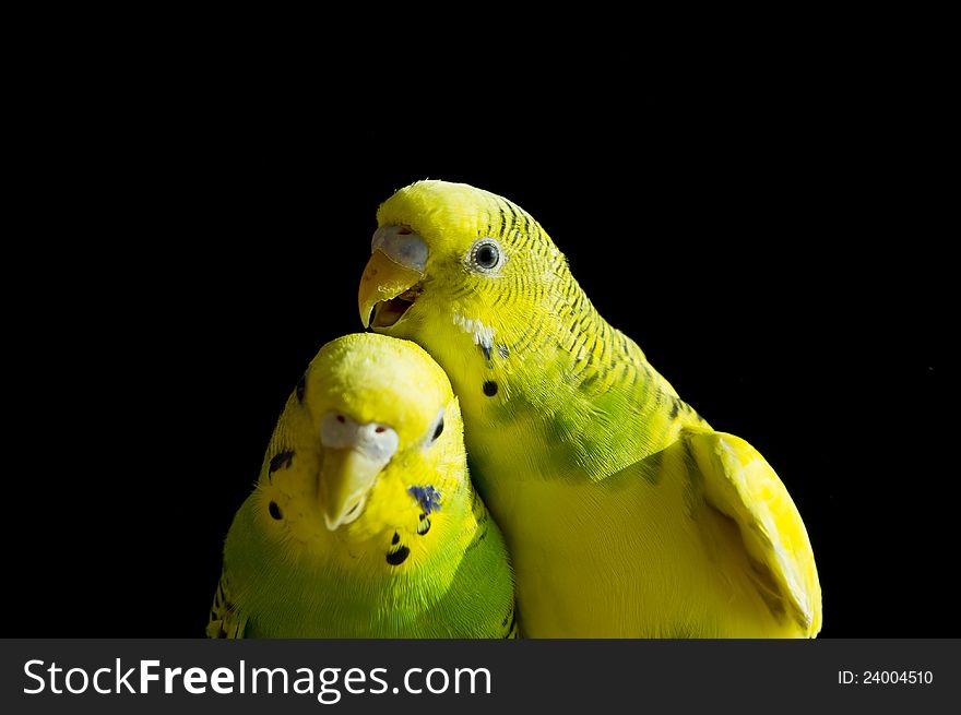 Two budgerigars green and yellow against the background of black