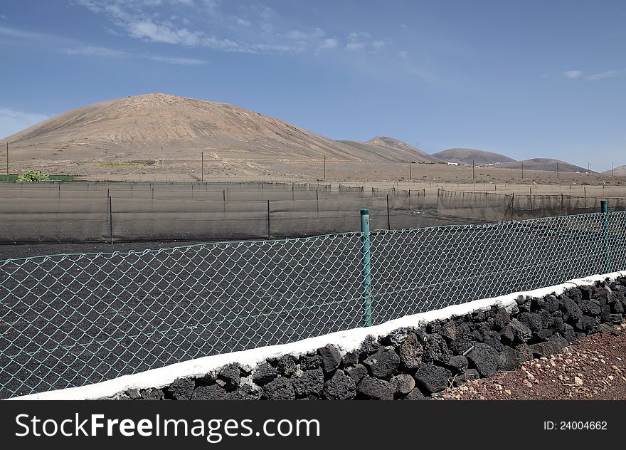 Dry field prepared for viniculture, Lanzarote, Canary Islands. Dry field prepared for viniculture, Lanzarote, Canary Islands