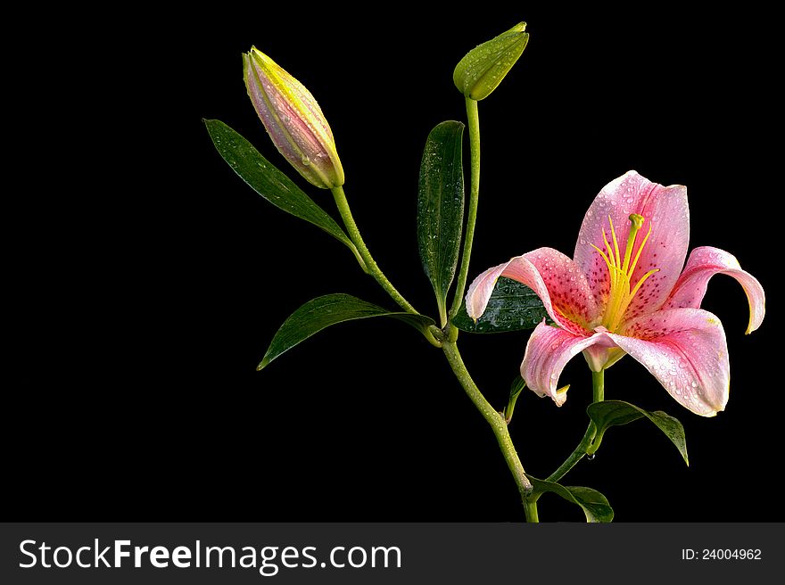 Close-up of Pink Stargazer lily flower with two buds isolated on black. Close-up of Pink Stargazer lily flower with two buds isolated on black