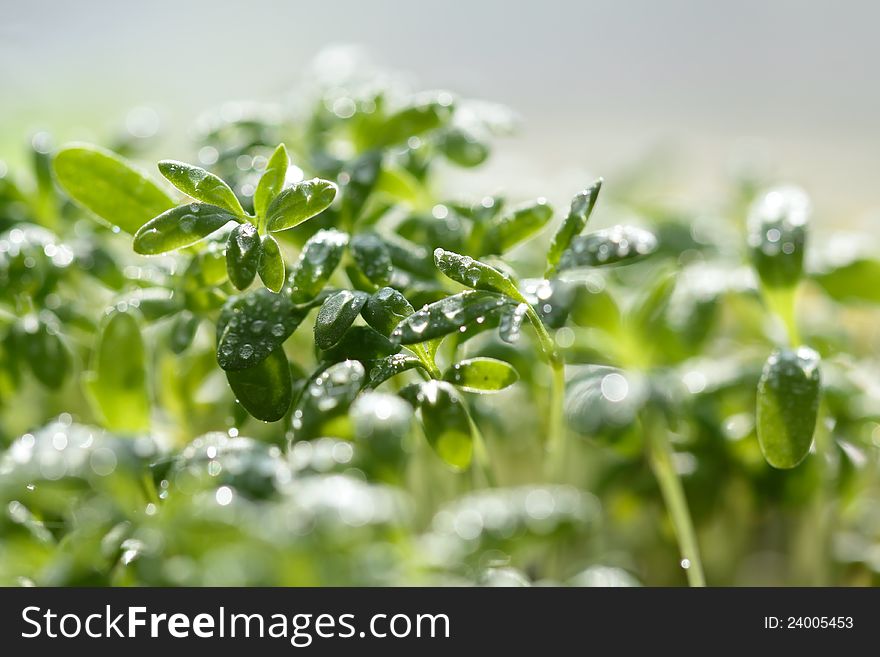 Watercress salad with a close-up under the rain drops