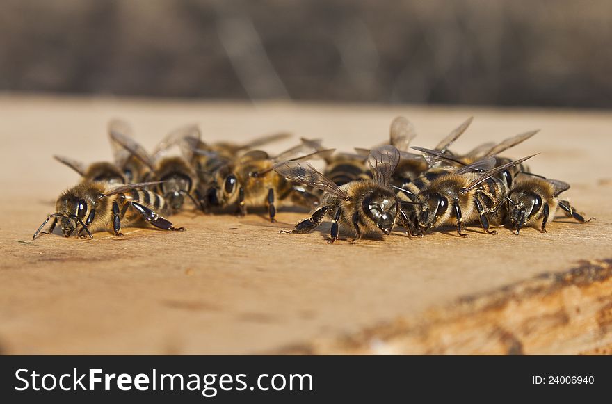 A pile of busy bees on close-up. A pile of busy bees on close-up.