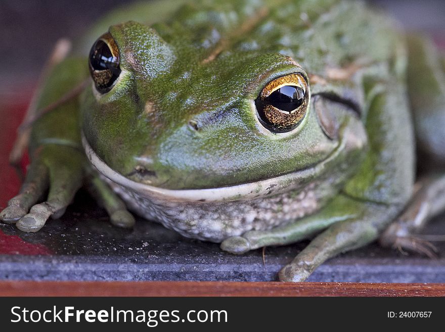 A green tree frog up close and personal