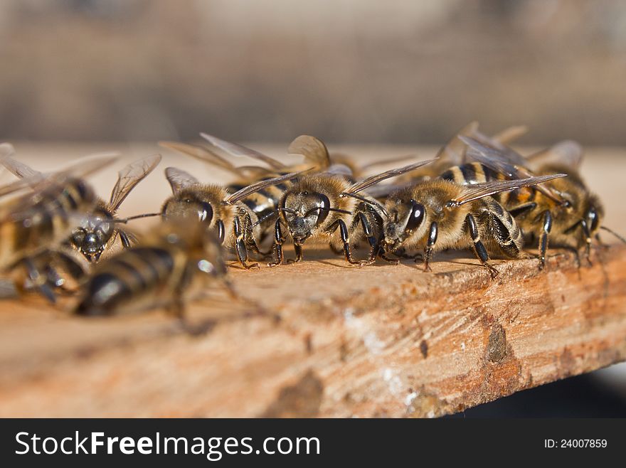 In the evening of a bee accumulate to a board. In the evening of a bee accumulate to a board.