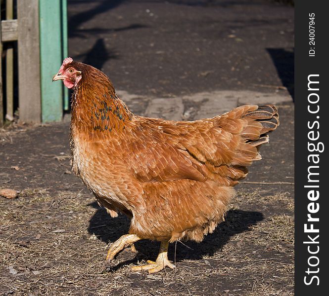 Brown Chicken