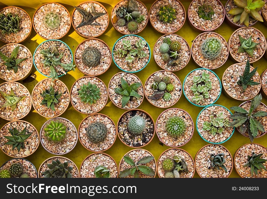 Federation of dwarf cactus in a pot. Federation of dwarf cactus in a pot.