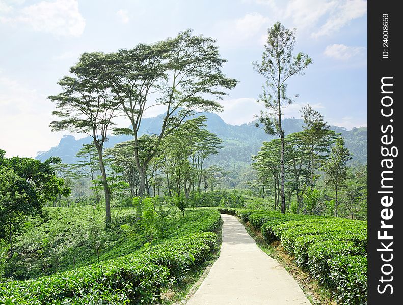 Landscape with a tea plantation emerald green in the early morning in the mountains of Sri Lanka. Landscape with a tea plantation emerald green in the early morning in the mountains of Sri Lanka