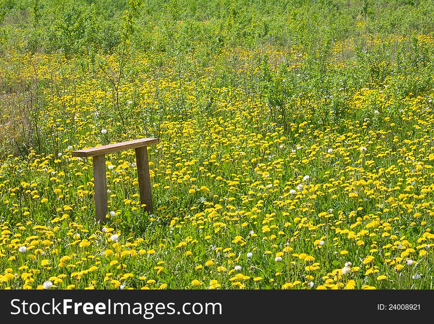 Wooden bench on the dandelions field