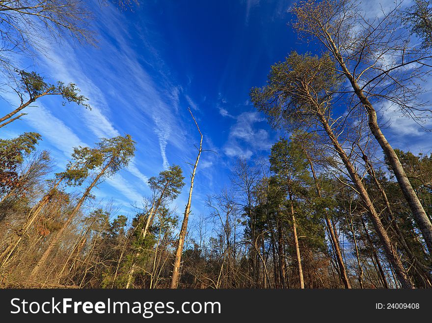 Deep blue sky, stratus clouds and and trees in a remote rural setting in winter