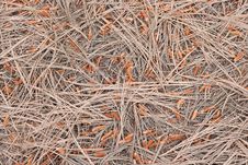 Background Texture Of Dry Pines Stock Photography