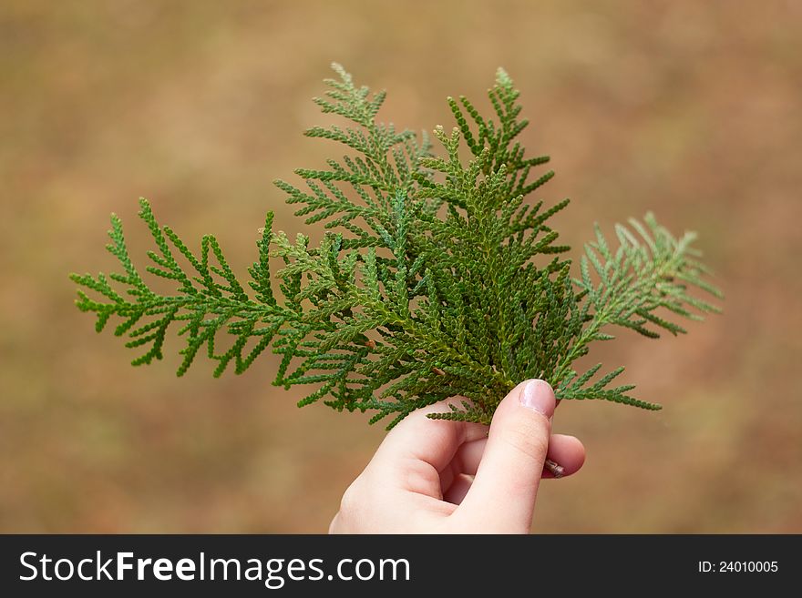 Close-up photo of thuja taking in hand