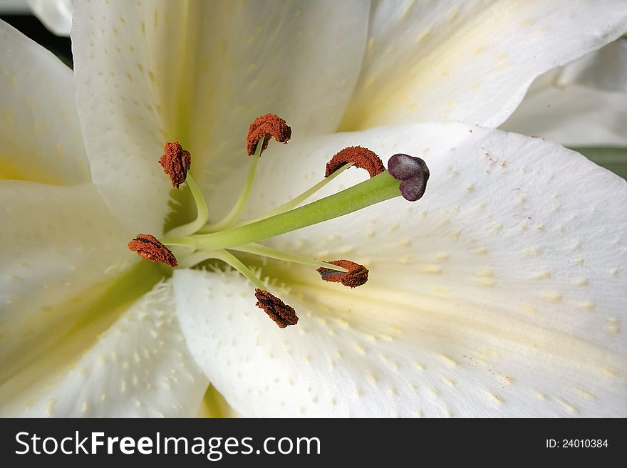 Golden lily, varieties virginal, lilium auratum