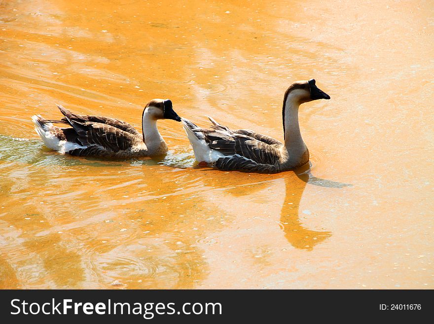 Two tropical tamed geese in the pond