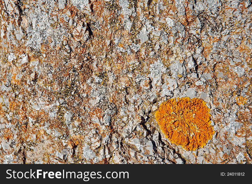 Close view of Musk on an stone. Close view of Musk on an stone