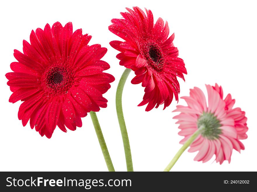 Three red Gerber flowers, gerbera daisies on whiten background