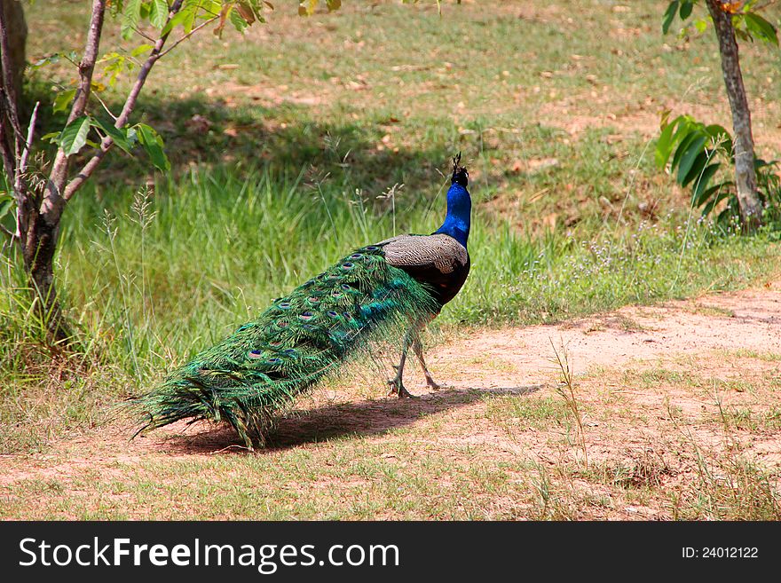 A colorful tamed peacock in the tropical forest