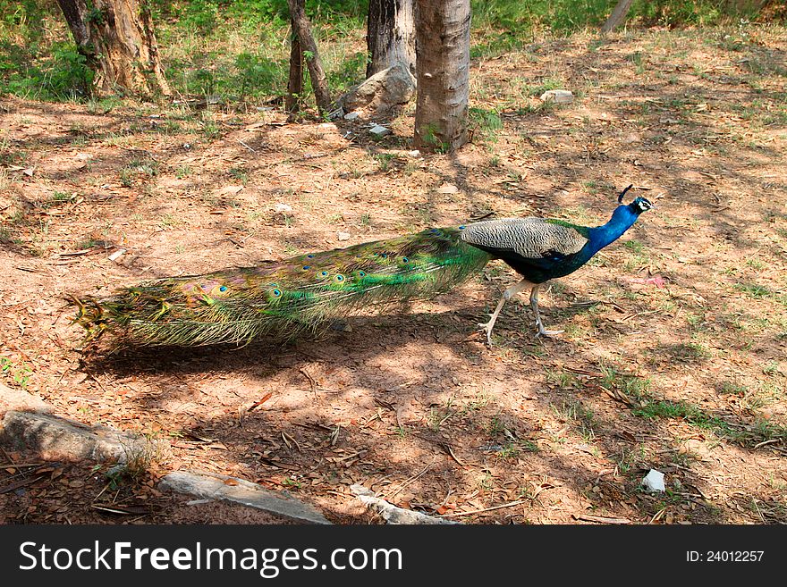 A colorful tamed peacock in the tropical forest