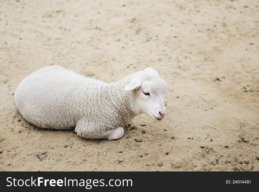 Lamb lying on the sands. Lamb lying on the sands