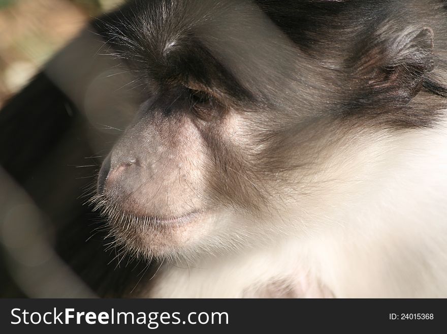 A monkey face behind a fence