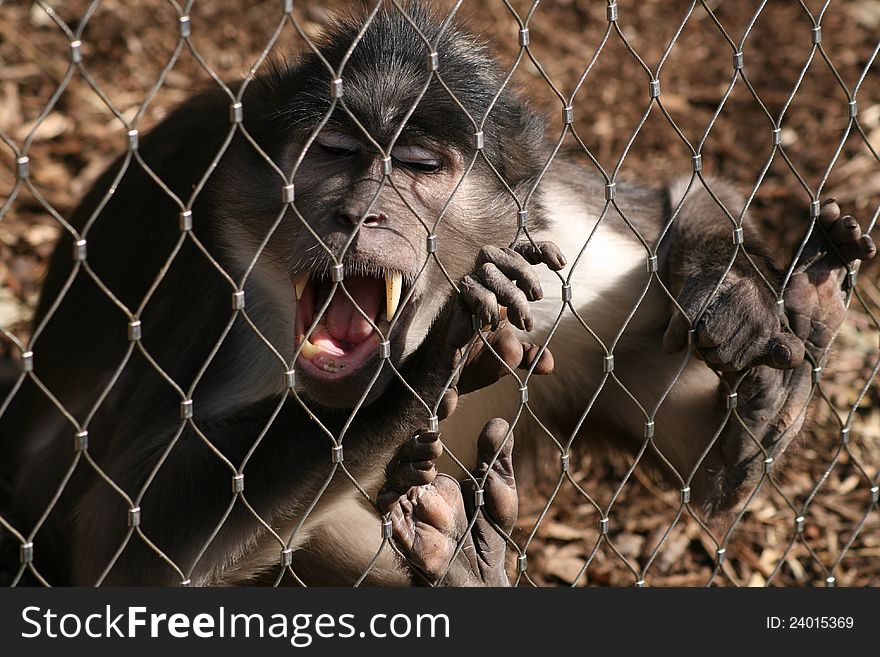 A monkey showing his teeth. A monkey showing his teeth