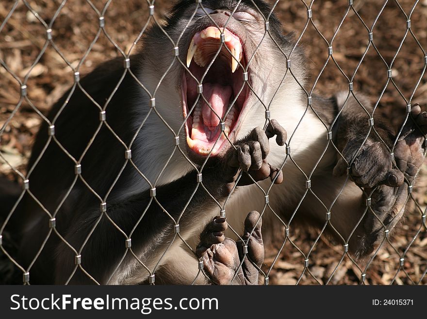 A monkey showing his teeth. A monkey showing his teeth