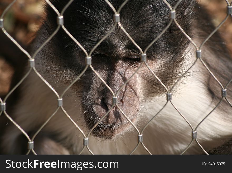 A bored monkey staring behind a fence