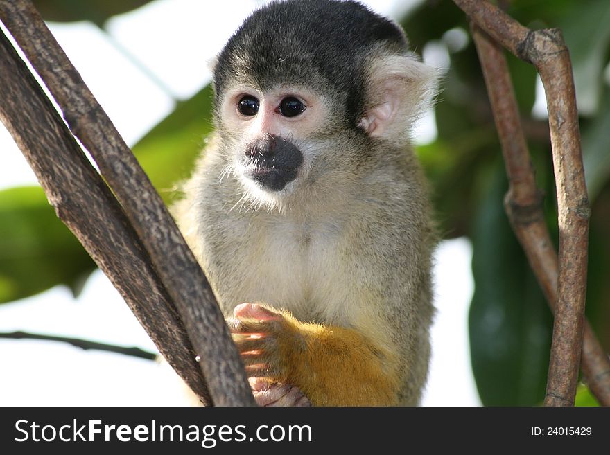 A yellow squirrel monkey in a tree