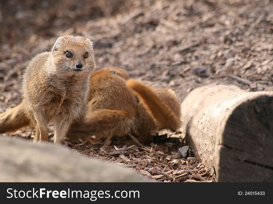 Mongoose family in natural surroundings