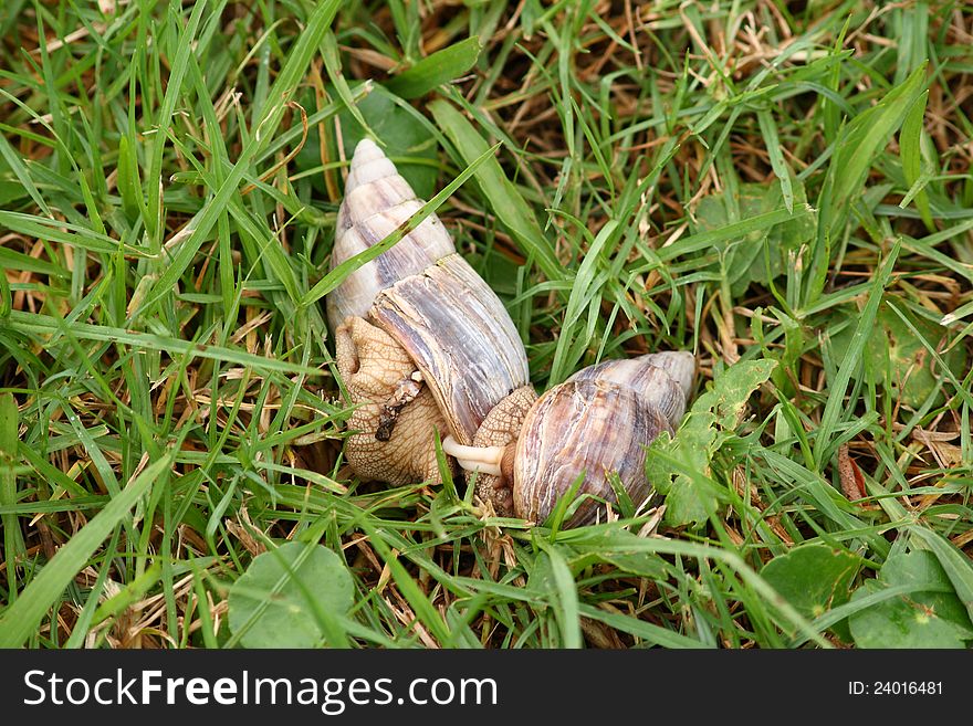 Mating snails in the grass