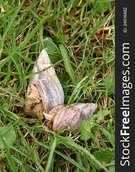 Image of a pair of snails, Achatina fulica, mating in the grass. Image of a pair of snails, Achatina fulica, mating in the grass