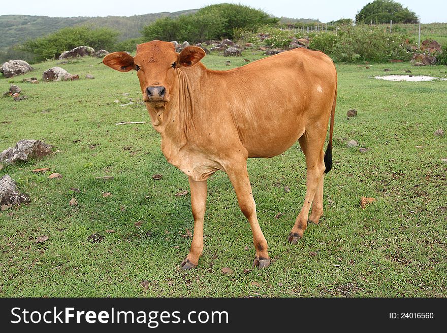 A young brown calf standing in a filed of tender green grass. A young brown calf standing in a filed of tender green grass.