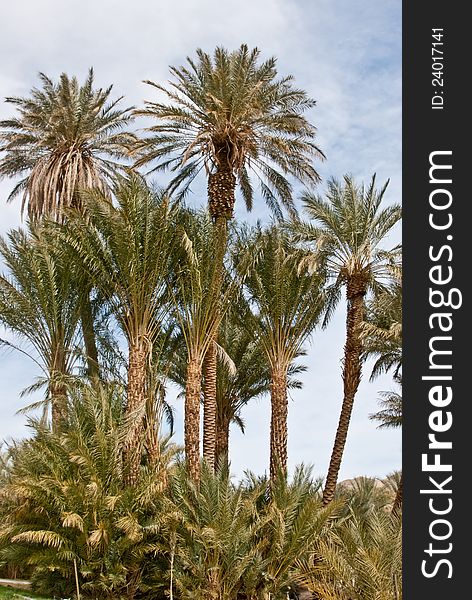 Date palms in the California desert