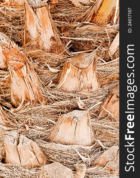 Date Palm Bark