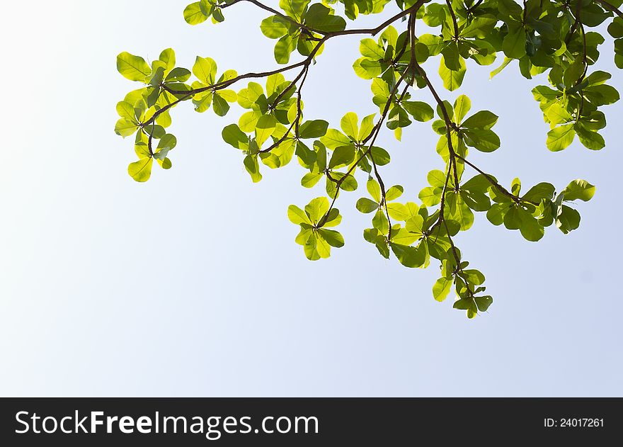 Green leave on white sky background